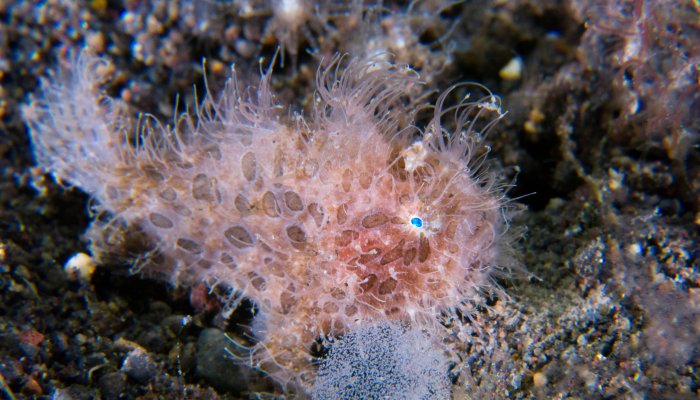 Baby Hairy Painted Frogfish 2
